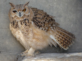 Пустынный филин