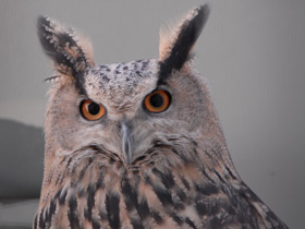 Смотреть фото Филин Фото Филин