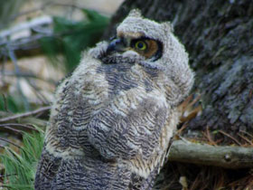 Смотреть фото Виргинский филин Фото Виргинский филин