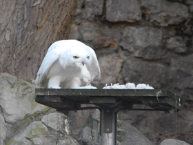 Смотреть фото Белая сова Фото Белая сова