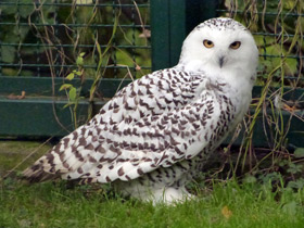 Смотреть фото Белая сова Фото Белая сова