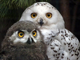 Смотреть фото Белая сова Фото Белая сова