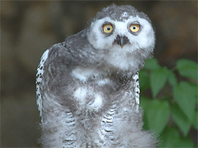 Смотреть фото Белая сова Фото Белая сова