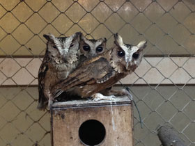 Фото Ошейниковая совка