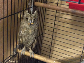 Смотреть фото Уссурийская совка Фото Уссурийская совка