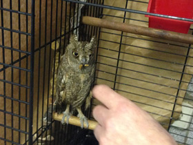 Фото Уссурийская совка