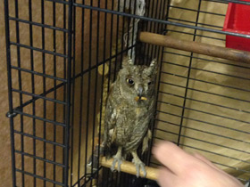 Фото Уссурийская совка