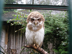 Смотреть фото Очковая неотропическая сова Фото Очковая неотропическая сова