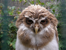 Смотреть фото Очковая неотропическая сова Фото Очковая неотропическая сова