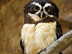 Смотреть фото Очковая неотропическая сова Фото Очковая неотропическая сова