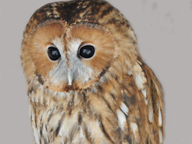 Серая неясыть