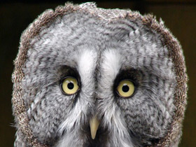 Бородатая неясыть