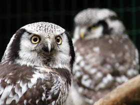 Смотреть фото Ястребиная сова Фото Ястребиная сова