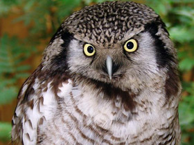 Фото Ястребиная сова