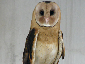 Смотреть фото Травяная восточная сипуха Фото Травяная восточная сипуха