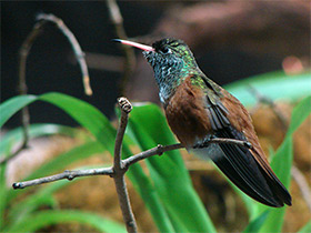 Фото Амазилия Лессона