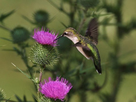 Смотреть фото Обыкновенный архилохус Фото Обыкновенный архилохус