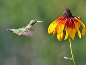 Смотреть фото Обыкновенный архилохус Фото Обыкновенный архилохус