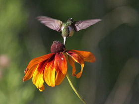 Смотреть фото Обыкновенный архилохус Фото Обыкновенный архилохус