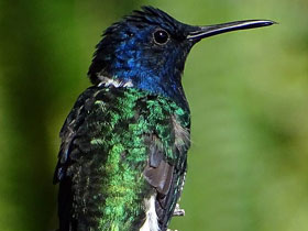 Колибри-якобин