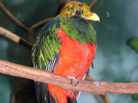 Смотреть фото Золотоголовый квезаль Фото Золотоголовый квезаль