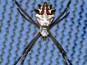 Серебряная аргиопа