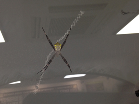 Смотреть фото Осовидная агриопа Фото Осовидная агриопа