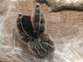 Фото Манаусская авикулярия