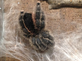 Фото Манаусская авикулярия