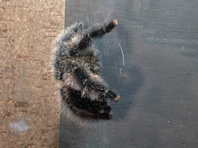 Фото Манаусская авикулярия