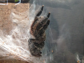 Фото Манаусская авикулярия