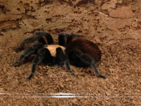 Фото Мексиканский золотистый птицеед