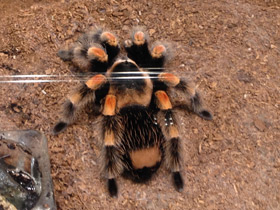 Фото Мексиканский красноколенный птицеед