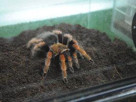 Фото Птицеед Бёма