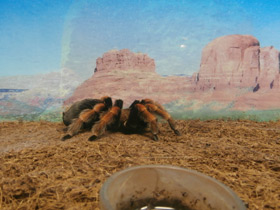 Фото Мексиканский красноногий птицеед