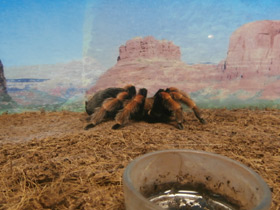 Фото Мексиканский красноногий птицеед