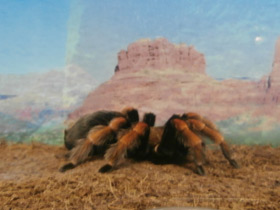 Фото Мексиканский красноногий птицеед