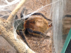 Фото Венесуэльский разноцветный птицеед