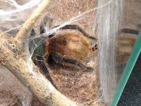 Фото Венесуэльский разноцветный птицеед