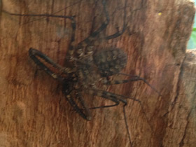 Смотреть фото Фрины Фото Фрины