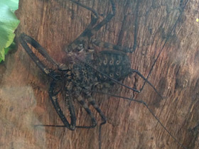 Смотреть фото Фрины Фото Фрины