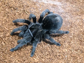 Фото Чёрная граммостола