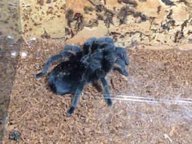 Фото Чёрная граммостола