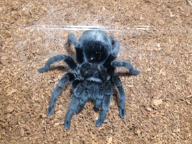 Фото Чёрная граммостола