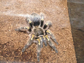 Фото Золотополосая граммостола