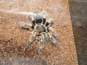 Фото Золотополосая граммостола