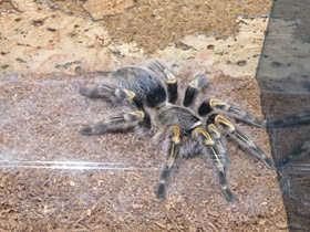 Фото Золотополосая граммостола