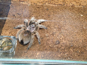 Фото Розовая граммостола