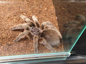 Фото Розовая граммостола