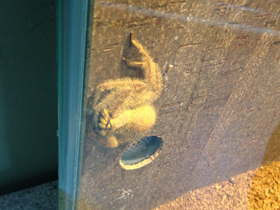 Смотреть фото Гетеропода Дэвидбоуи Фото Гетеропода Дэвидбоуи